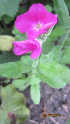 IMG_2743.jpg