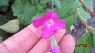 IMG_2742.jpg