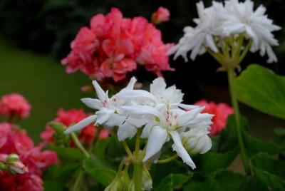 Pellis2013 302yy.jpg