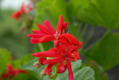 Pellis2013 297yy.jpg