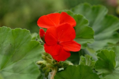 Pellis2013 300yy.jpg