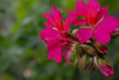 Pellis2013 298yy.jpg