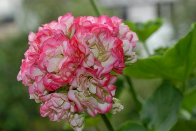 Pellis2013 296yy.jpg