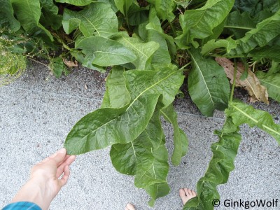 Pflanze_blatt.JPG