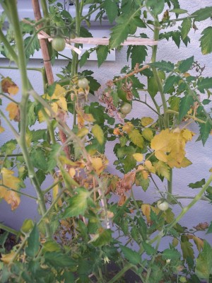 IMG_20130724_184241.jpg