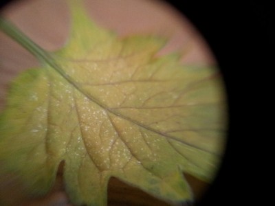 IMG_20130724_184038.jpg