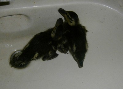 Entenküken - 023 (640x465).jpg