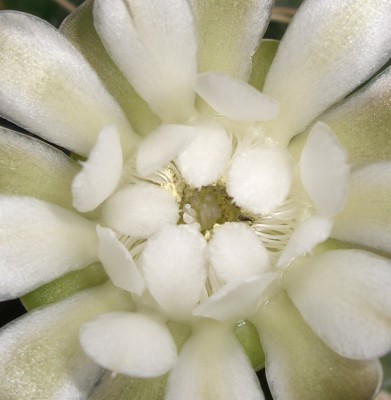 Gymnocalycium quehlianum - Kopie.JPG