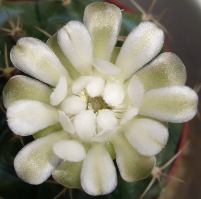 Gymnocalycium quehlianum.JPG