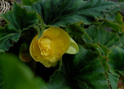 Begonia213 025yy.jpg