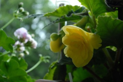 Begonia213 023yy.jpg