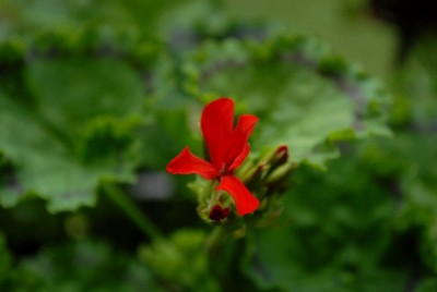 Pellis2013 304yy.jpg