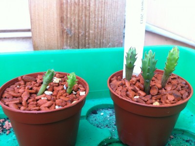 Stapelia_1.JPG