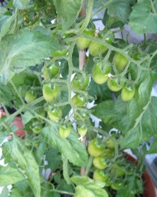 San Marzano.JPG