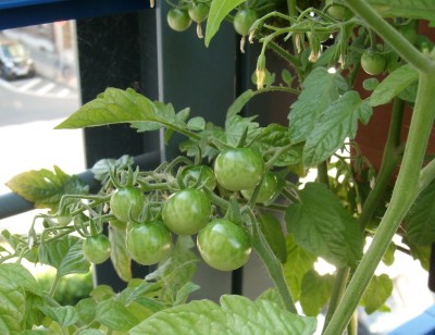 peruanische Wildtomate..JPG