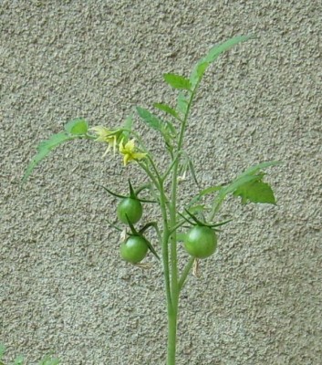 Balkontomate.JPG