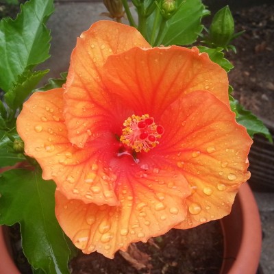 hibiscus.jpg