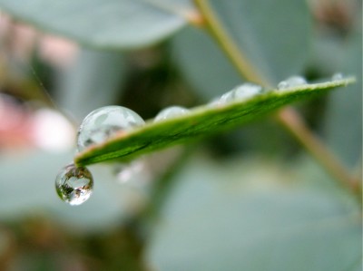 Wassertropfen am Eukalyptus gunni....JPG