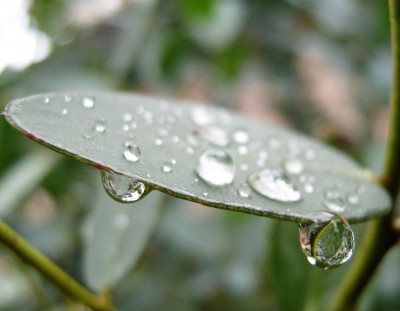 Wassertropfen am Eukalyptus gunni.JPG