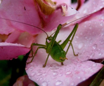 punktierte Zartschrecke nach Regenguß.jpg