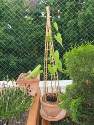 Dioscorea mexicana_130725.JPG