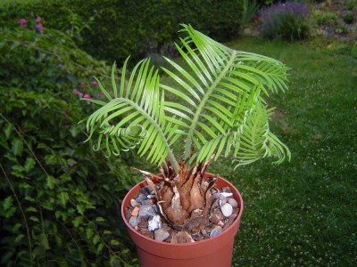 Cycas (1).jpg