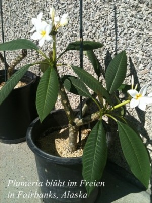 Plumeria Fairbanks, Alaska GPB.jpg