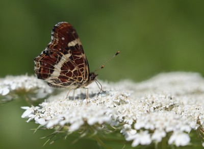 Araschnia levana.JPG
