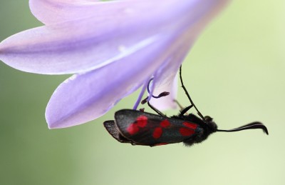 Zygaena filipendulae.JPG