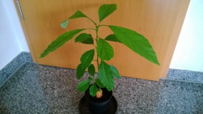 WP_20130726_008.jpg