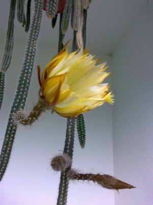 Blüte.jpg
