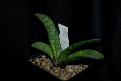 Gasteria213 009yy.jpg