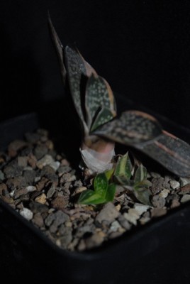 Gasteria213 008yy.jpg
