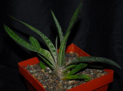Gasteria213 005yy.jpg