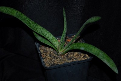 Gasteria213 003yy.jpg