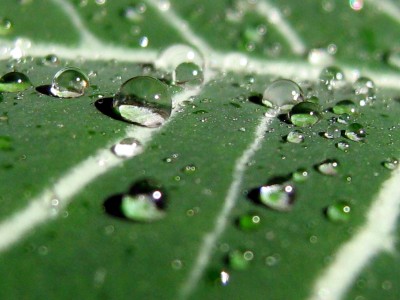 Wassertropfenen auf der Euphorbia....JPG