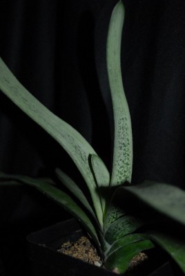 Gasteria213 002yy.jpg