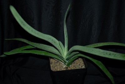 Gasteria213 001yy.jpg
