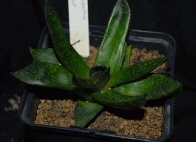 Gasteria213 011yy.jpg