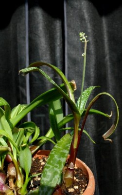 Balkon213 033yy.jpg