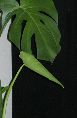IMG_5674.JPG