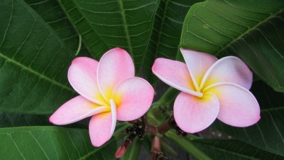 Blüte 12_07_2013.jpg
