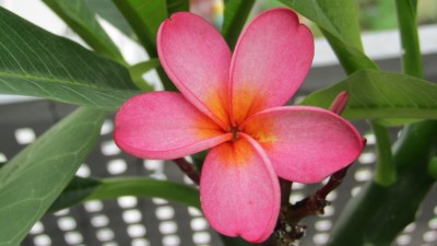 IMG_3434kl.jpg