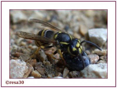 Wespe.jpg