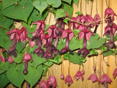 Juli 2013 02 011.JPG