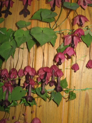 Juli 2013 02 012.JPG