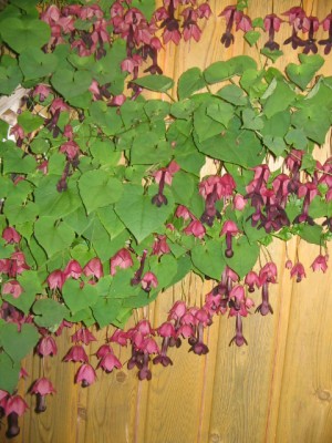 Juli 2013 02 010.JPG