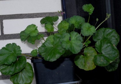 Balkon213 039yy.jpg