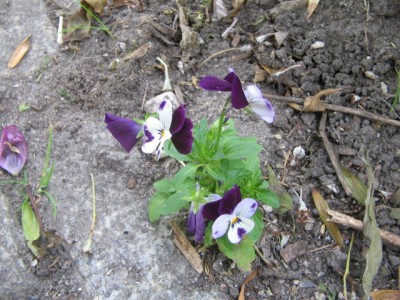 Juli 2013 02 018.JPG