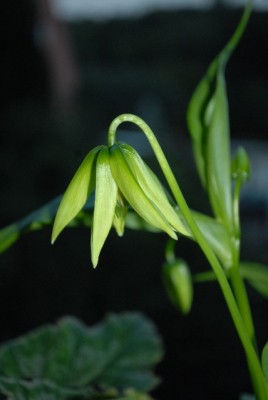 Gloriosa213 004yy.jpg